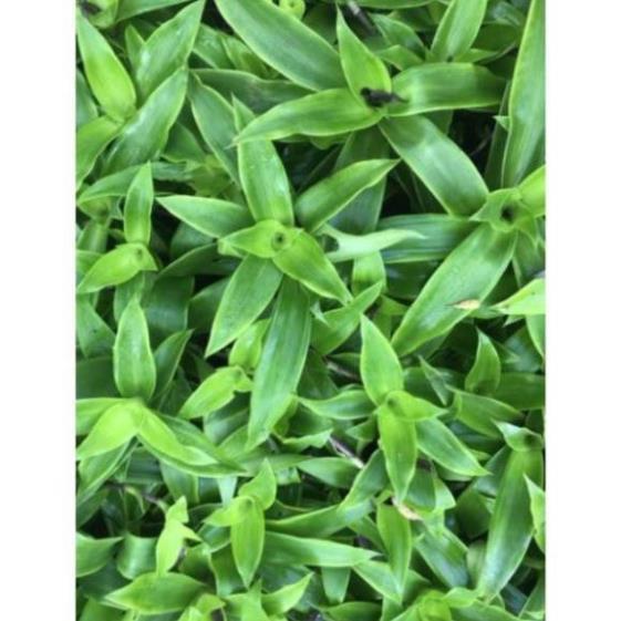 Cây lược vàng lá 1kg