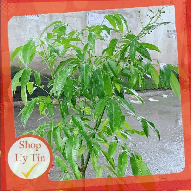 Cây Cóc Cho Sai Trái