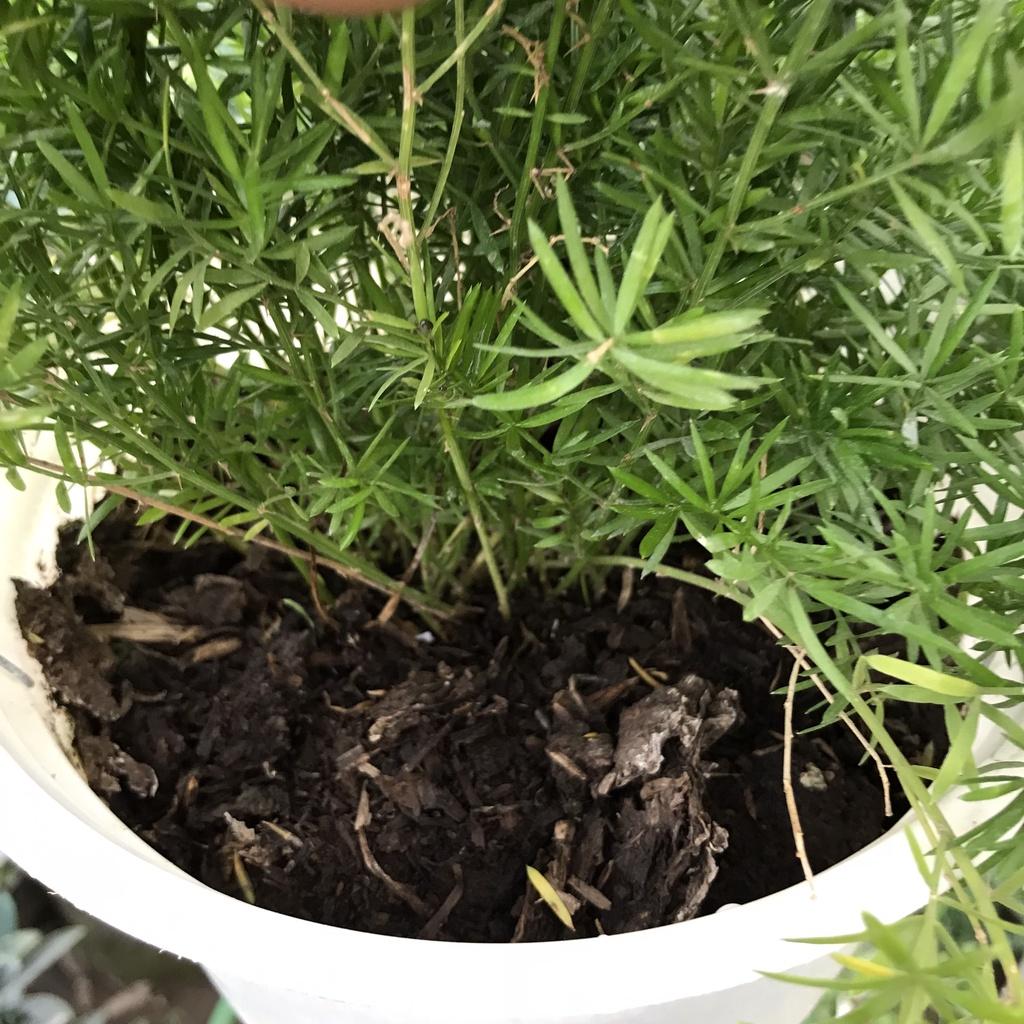 Cây thiên môn đông trồng chậu treo, ngọn dài 30cm bụi to khỏe sum suê bắt mắt sức sống mãnh liệt, hợp trang trí ban công