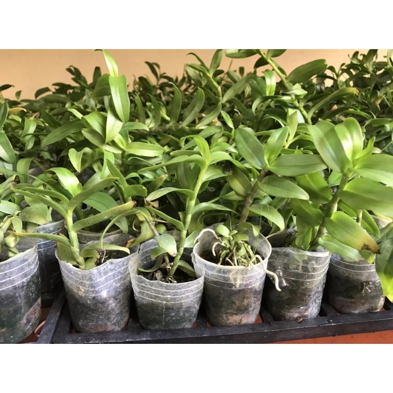 Phi điệp rồng lửa