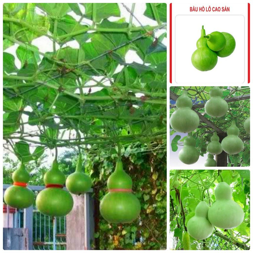 Combo 3 gói Hạt giống bầu hồ lô-gói 5 hạt-tặng kèm gói phân bón lót