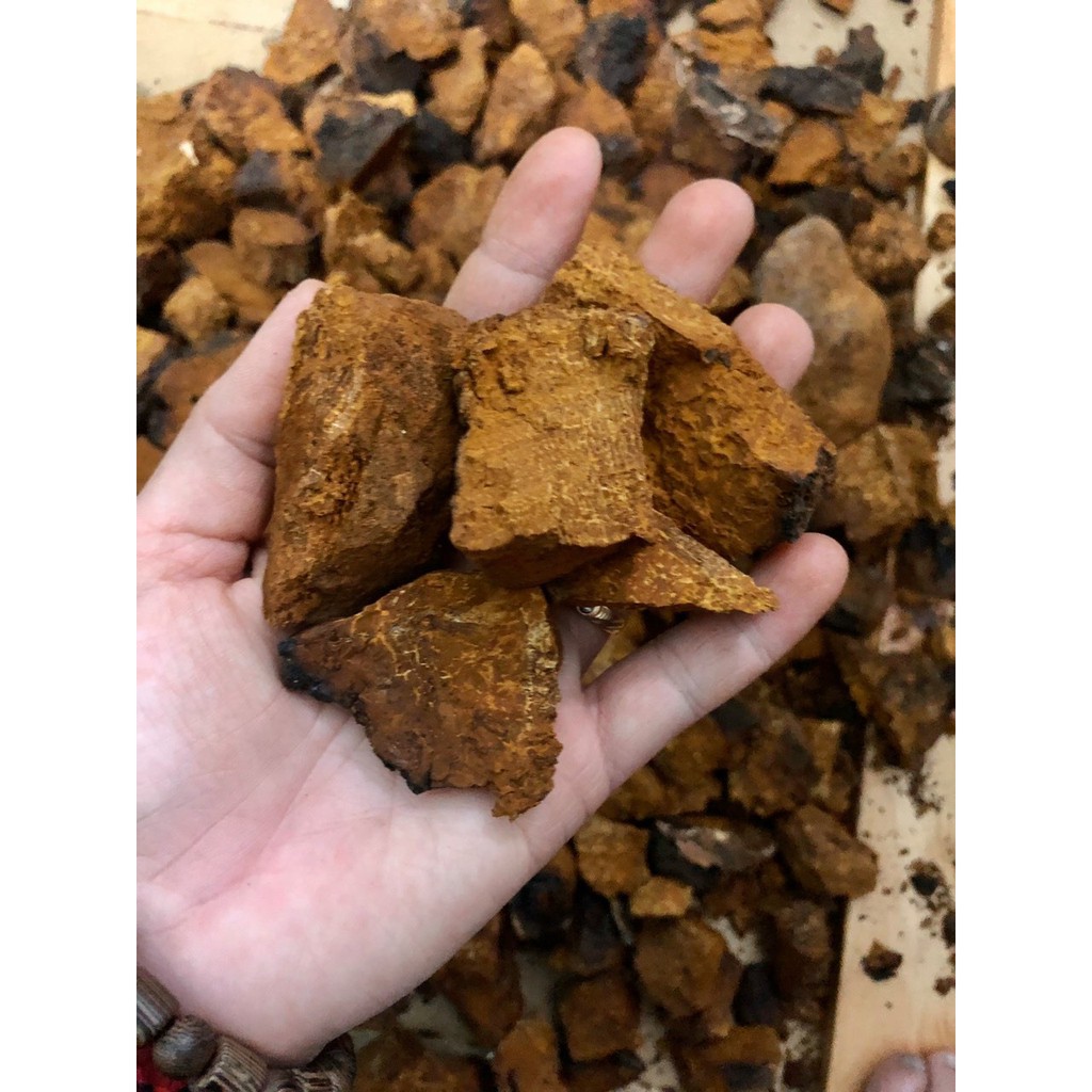 Nấm Chaga Sibiri - Pha trà, Làm chậm sự phát triển của khối u, tốt cho người huyết áp cao, tim mạch, tiểu đường