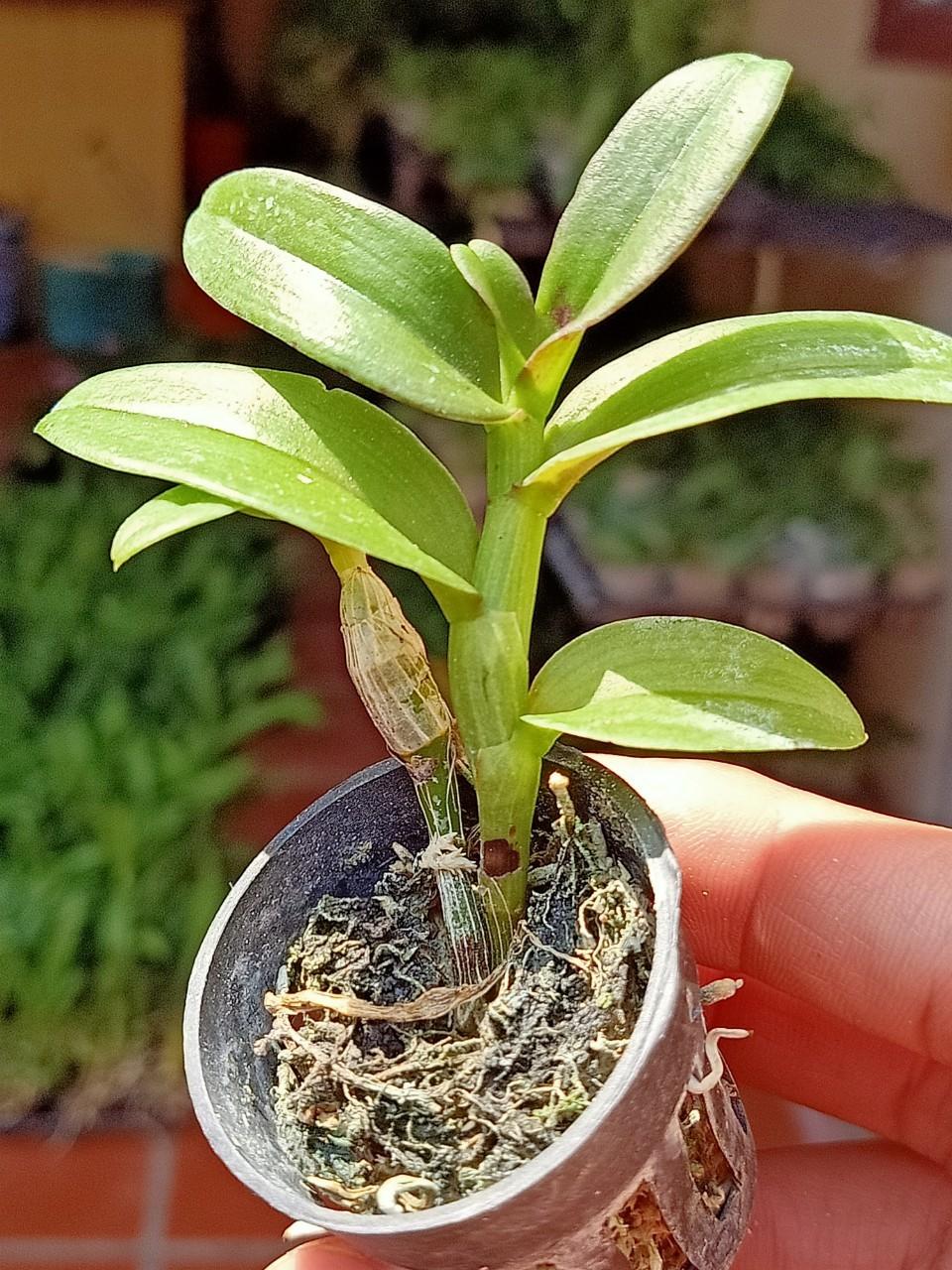 Phi Điệp Hồng Thiên Lôi cây Giống Nhân mô cây cực đẹp