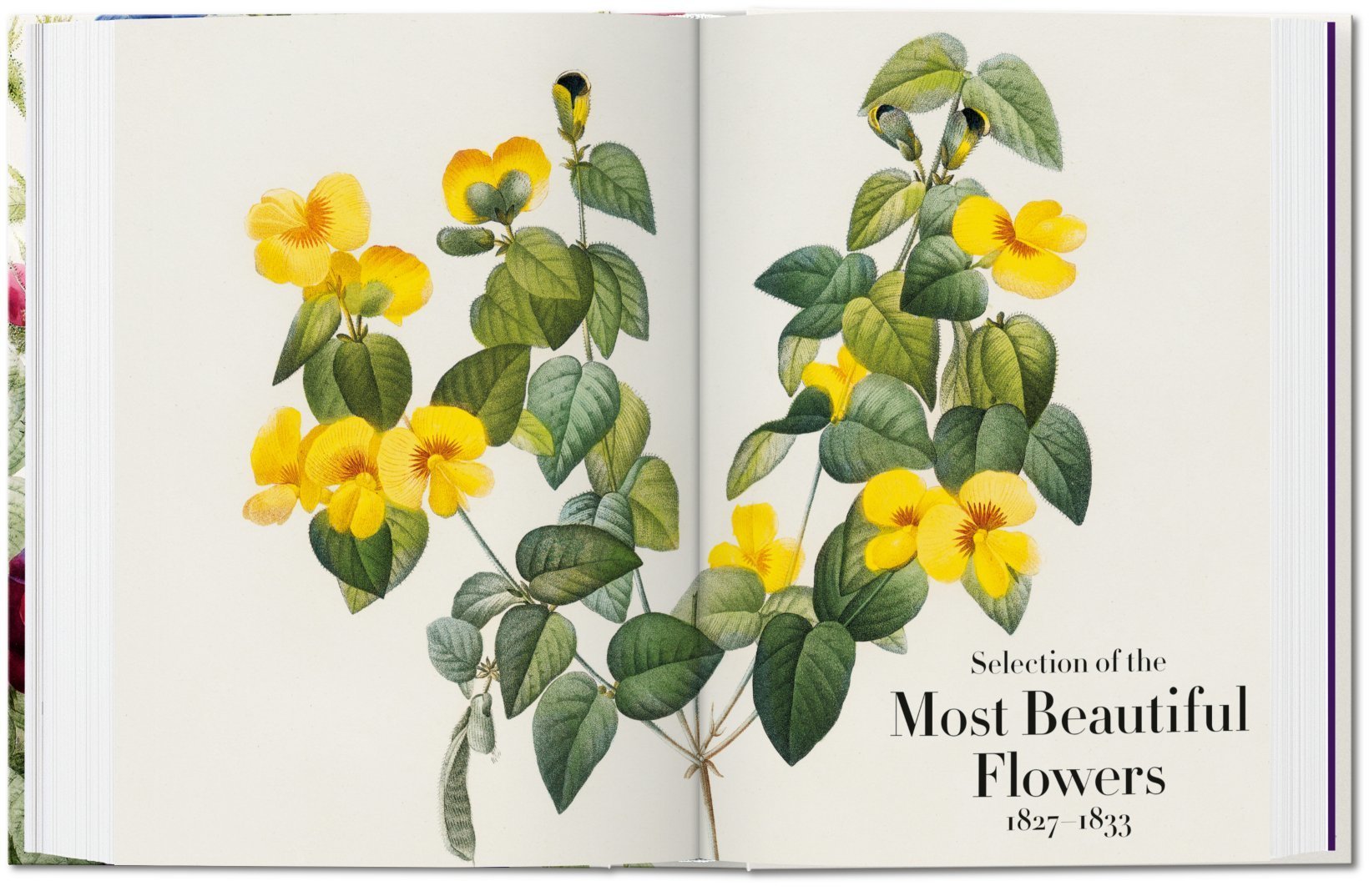 Book Of Flowers