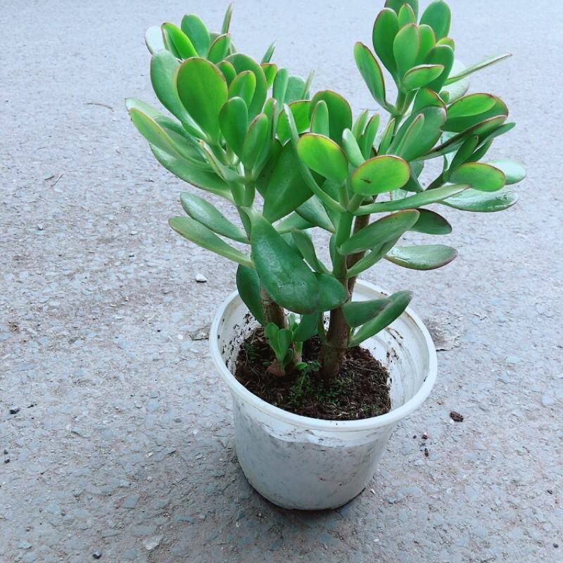 Cây Ngọc Bích Hợp Phong Thuỷ