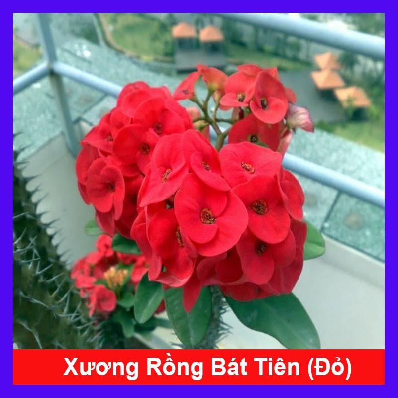 Cây Xương Rồng Bát Tiên  - Cây cảnh để bàn