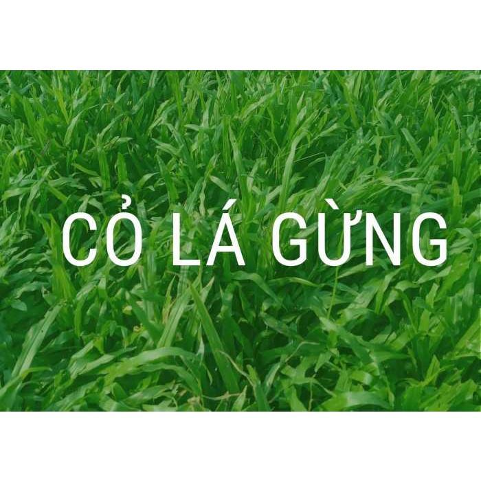 Hạt Giống Cỏ Lá Gừng (Cỏ Lá Tre ) CT230 - Gói 100 hạt