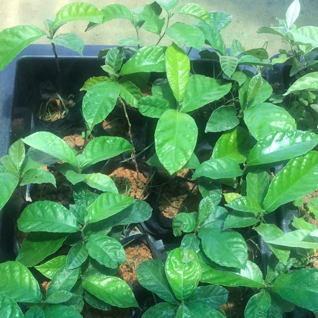 Cây CHAY ĐỎ lấy quả và rễ -cây giống- cam kết Cây giống chuẩn
