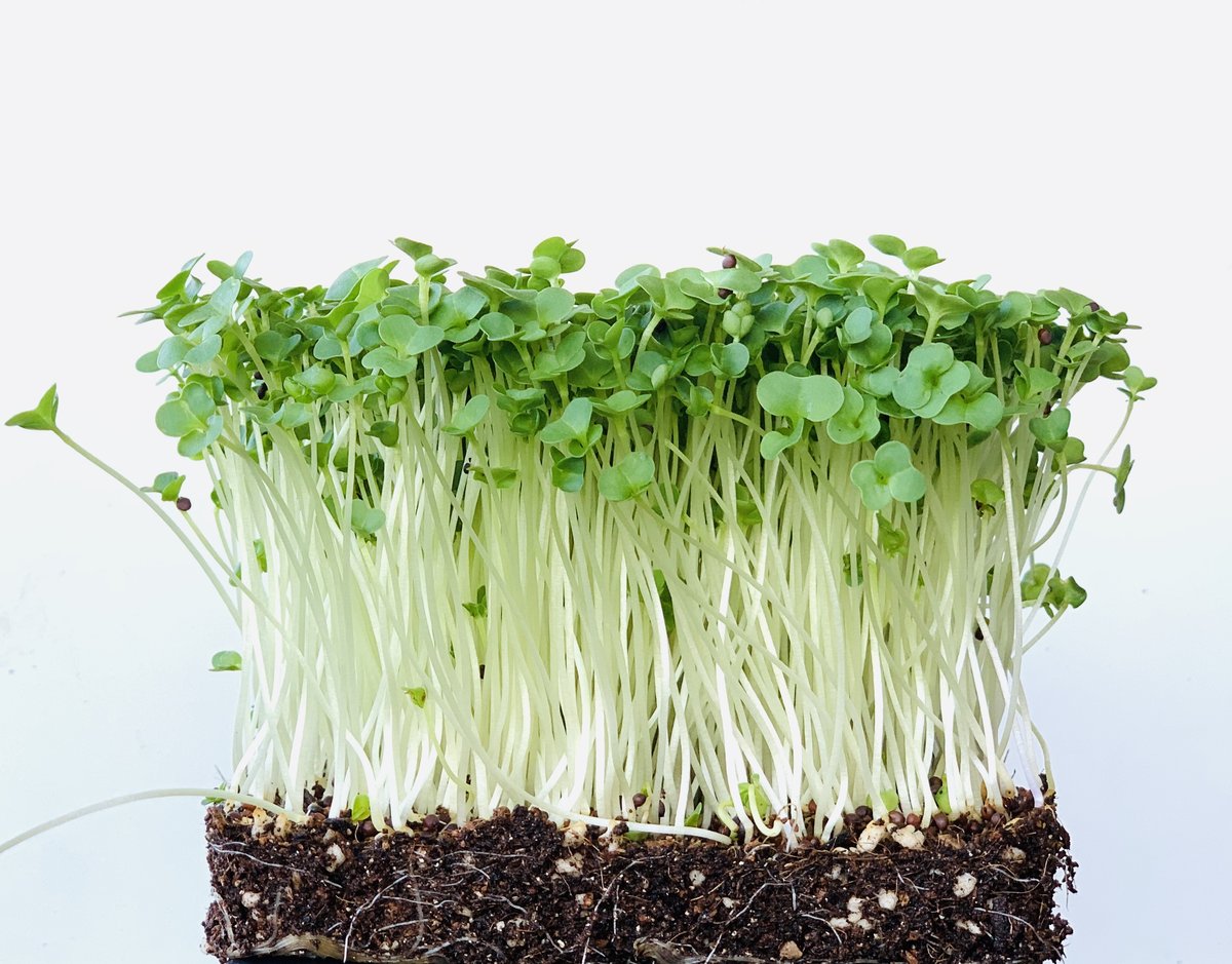 Gói 100g Hạt rau mầm rau Củ cải Trắng - nảy mầm đều, 7 ngày thu hoạch