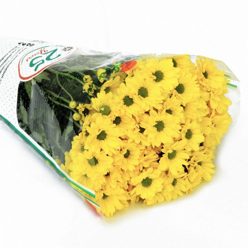 Hoa cúc nhánh Dalat Hasfarm màu vànghồngtrắngtím