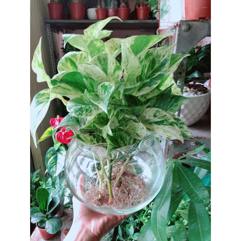 Chậu Cây Trầu Bà Sữa Thuỷ Sinh