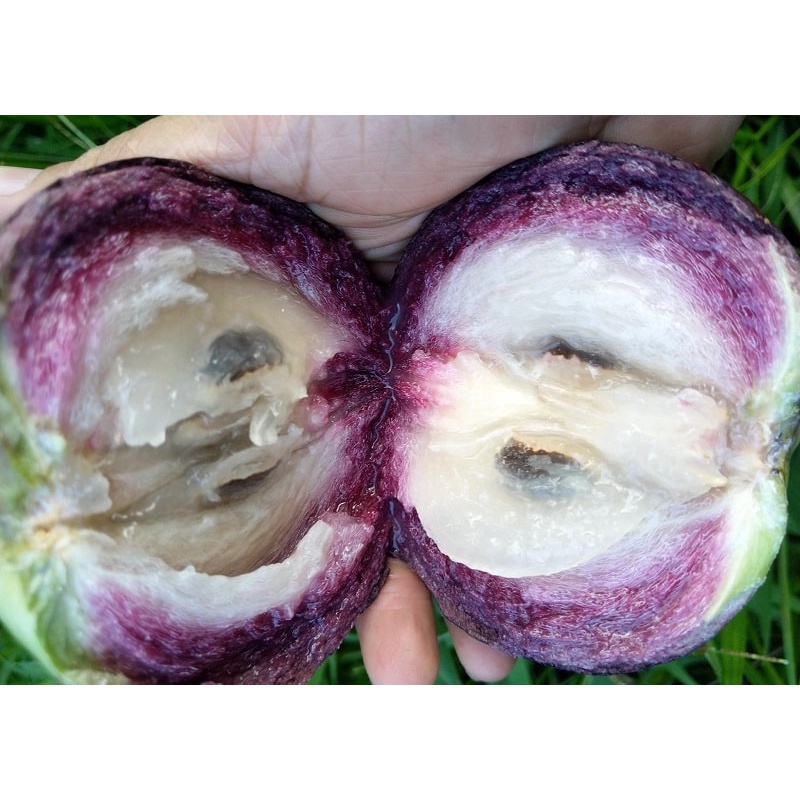 CÂY GIỐNG VÚ SỮA TÍM LÙN TỨ QUÝ