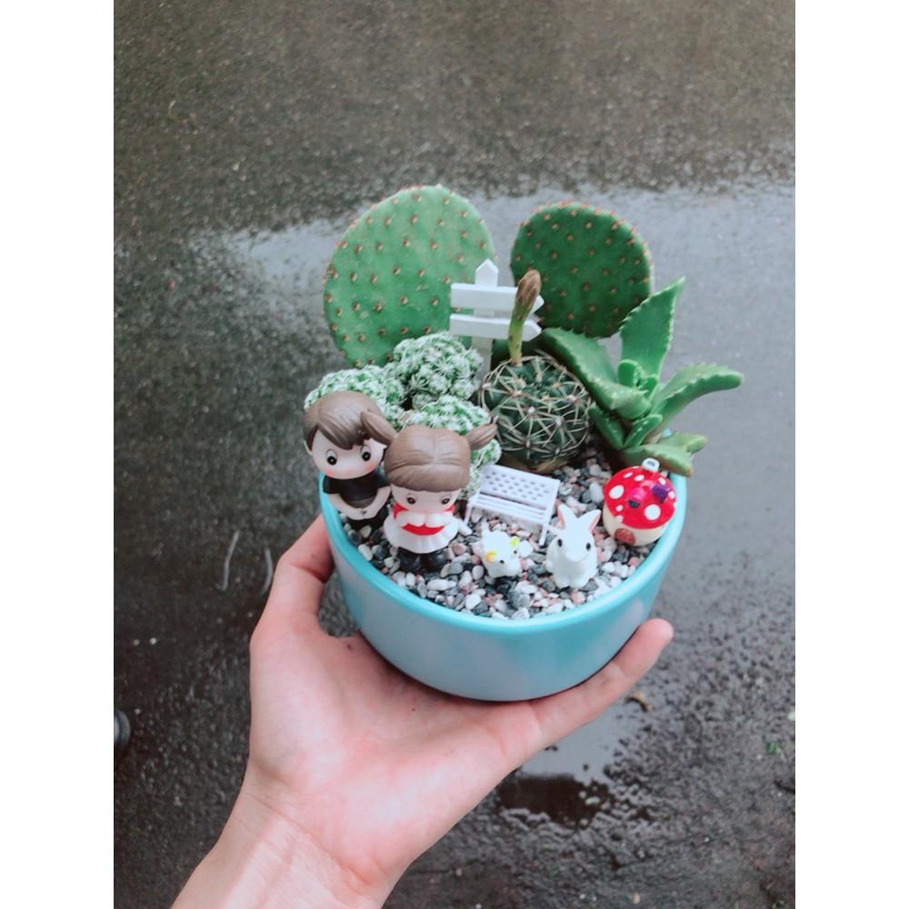 Chậu xương rồng tiểu cảnh