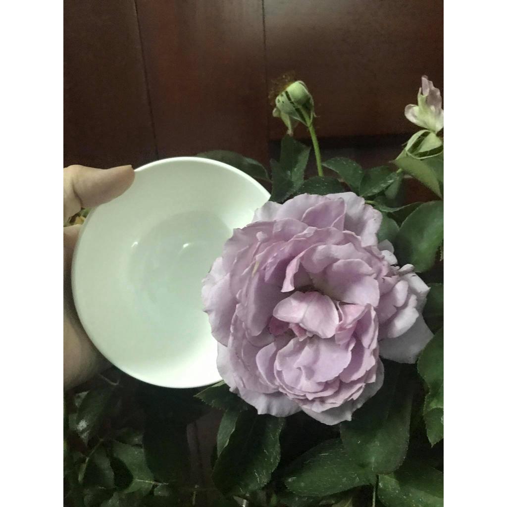 Hoa Hồng ngoại LOVE SONG -thân gỗ dáng tree