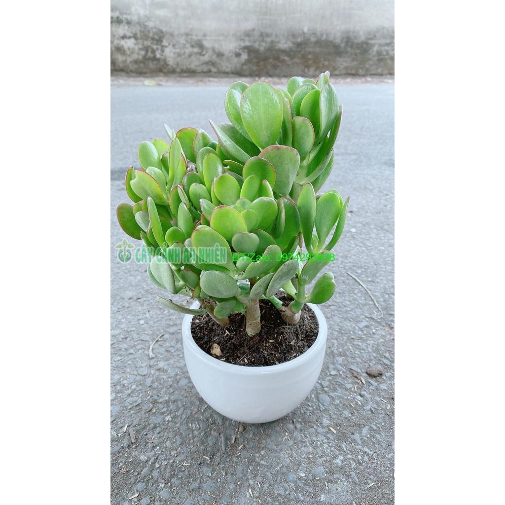 Chậu Cây Ngọc Bích Phong Thuỷ May Mắn