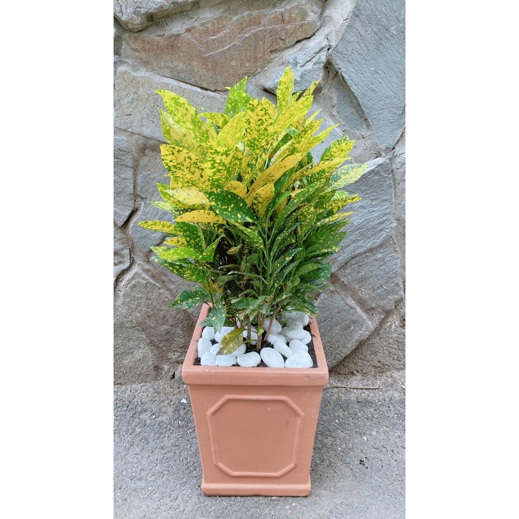 Chậu Cây Vàng Bạc