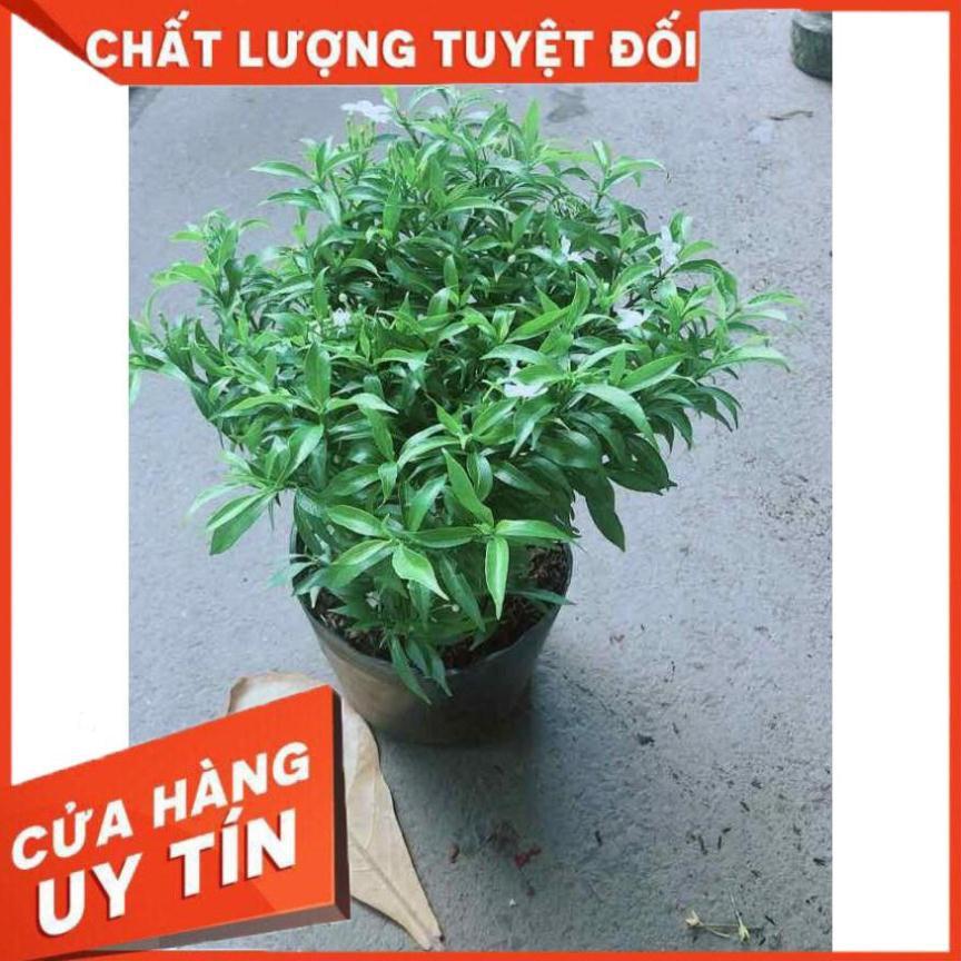 Hoa Chỉ Thiên Nhiều Người Mua