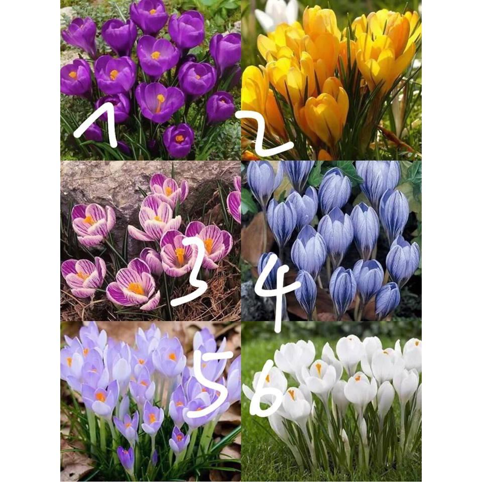 Bộ 6 Củ giống hoa nghệ tây 6 màu