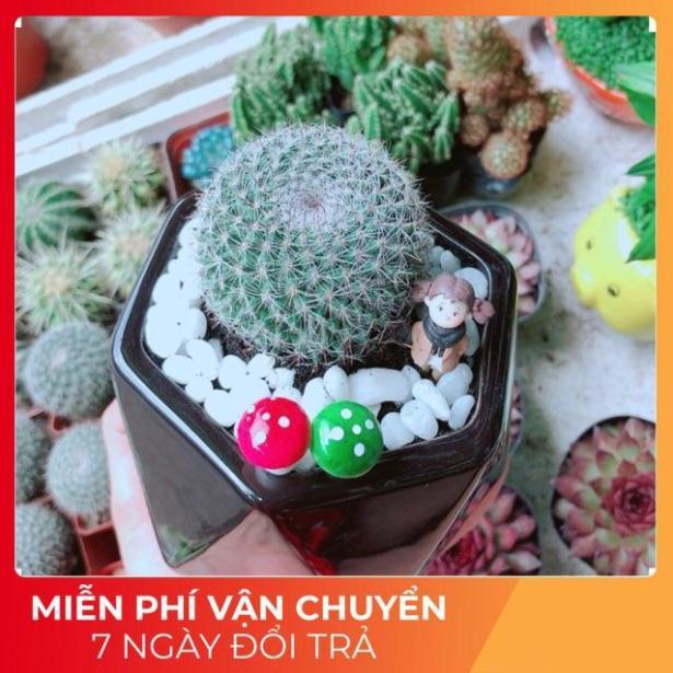 Chậu Xương Rồng