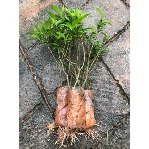 3 BẦU CÂY GIỐNG MAI VẠN PHÚC