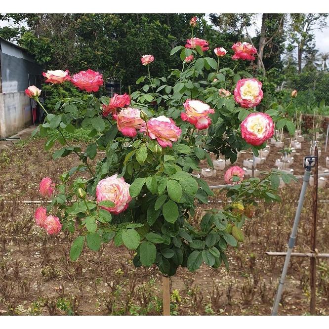 Cây hồng double delight- bầu to cây lớn trưởng thành