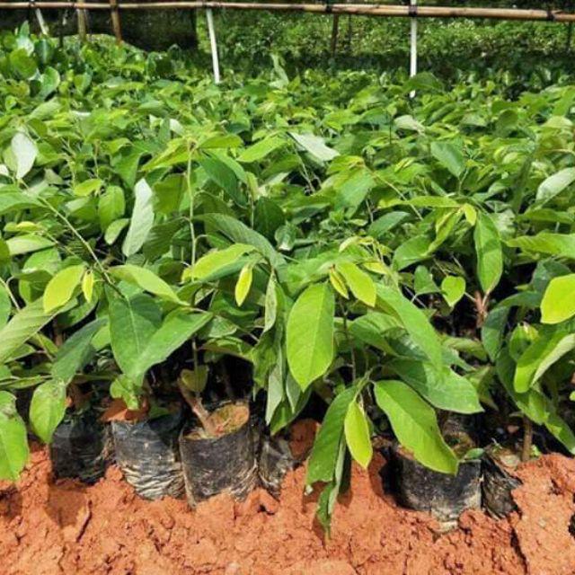 Cay Na dứa đài loan