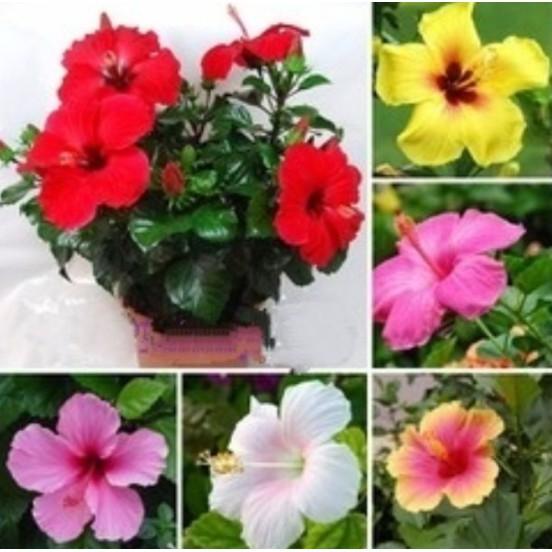 Hạt giống hoa dâm bụt lùn mix nhiều màu