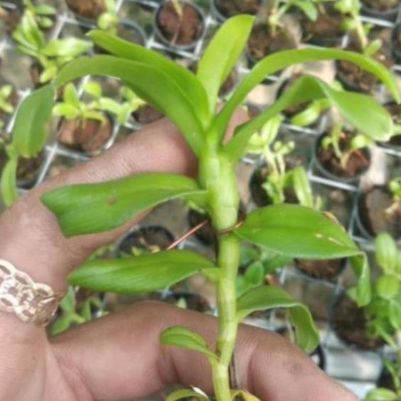 Hoa lan Giả Hạc 5ct Mắt Nai