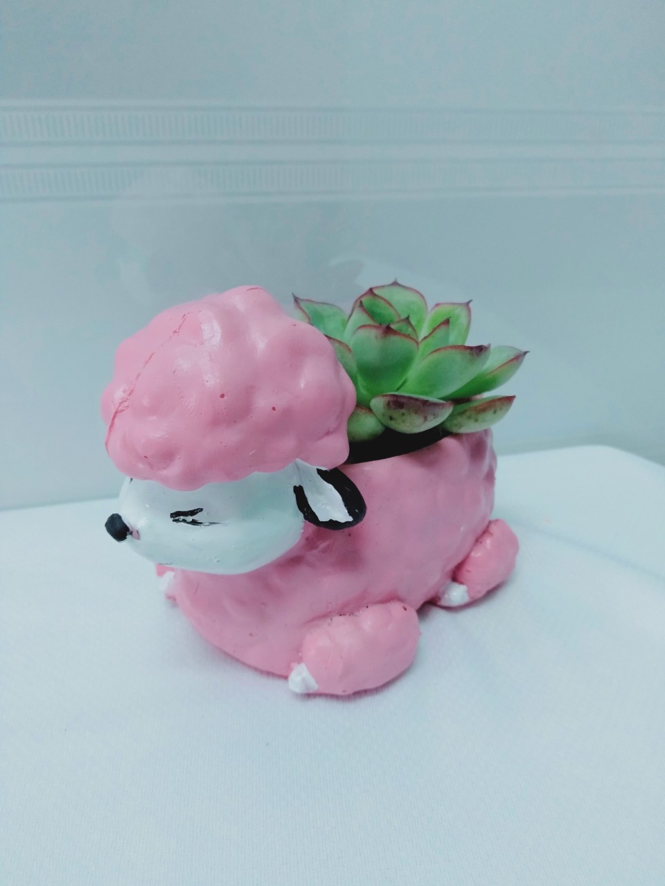 Chậu trồng cây sen đá, xương rồng mini, Cừu hồng kích thước miệng chậu 6m