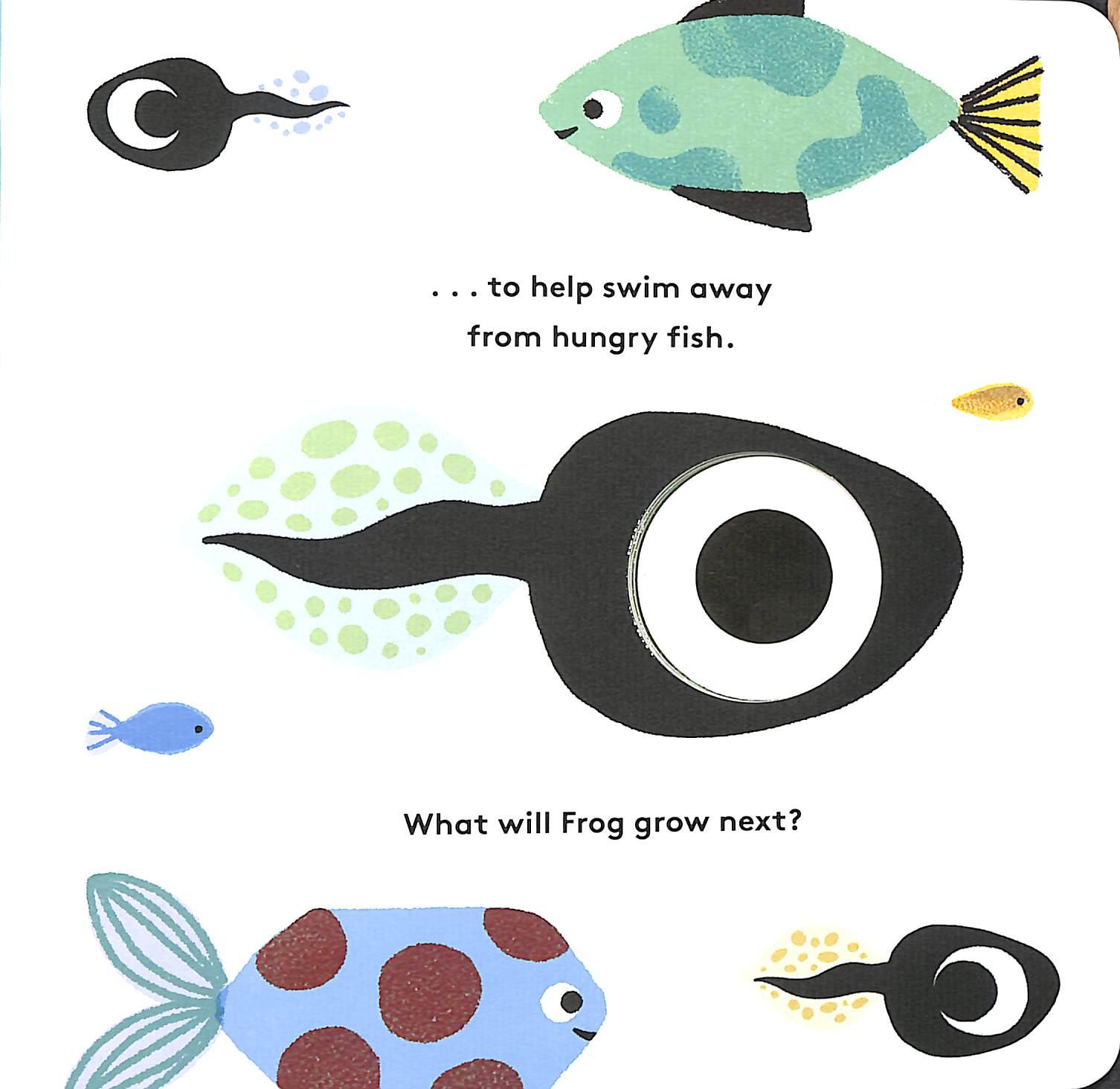 Sách ngoại văn: Little Life Cycles - Frog