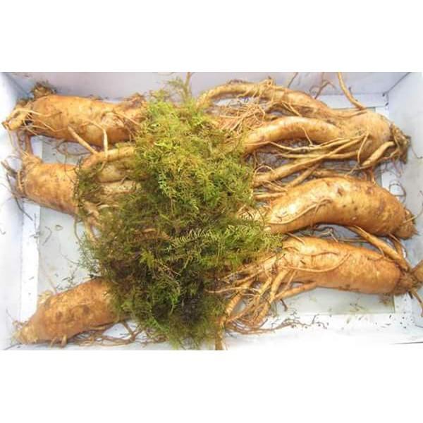 HẠT GIỐNG NHÂN SÂM