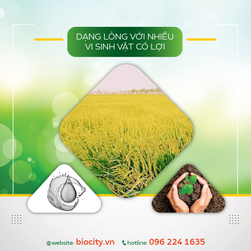 Phân th-uốc sinh học giúp cây lúa chống sập, cứng cây lúa - Ô Diamo 11 250ml