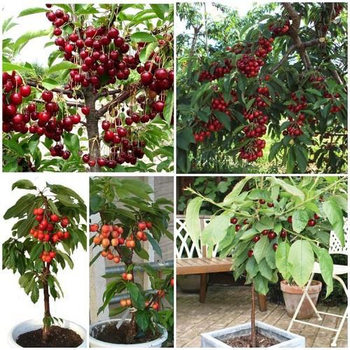 CÂY GIỐNG CHERRY BRAZIL CHỊU NHIỆT,QUẢ TO ĐỎ MỌNG CAM KẾT CHUẨN GIỐNG F1 - CGCRQD