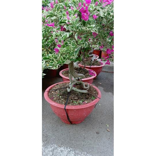 Hoa Giấy Cẩm Thạch