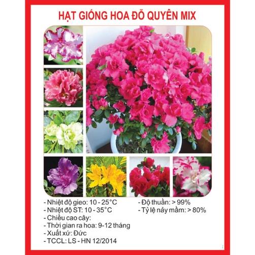 Hạt giống hoa đỗ quyên Mix nhiều màu CT371 - Gói 30 hạt