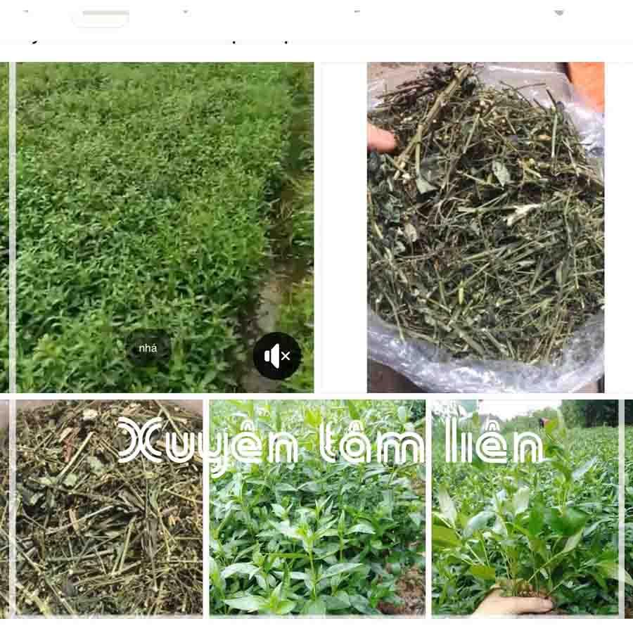 Xuyên Tâm Liên khô sạch đóng gói 500gram