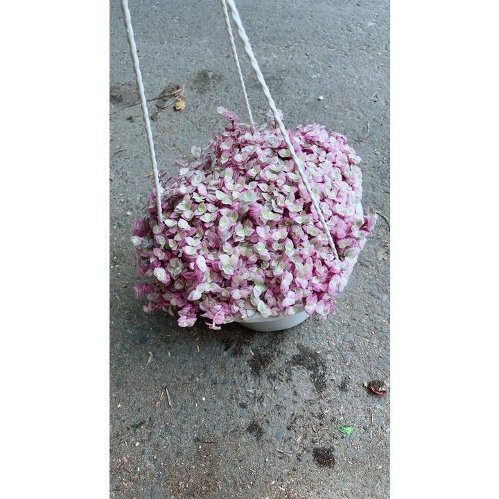 Chậu Lan Thái Hồng