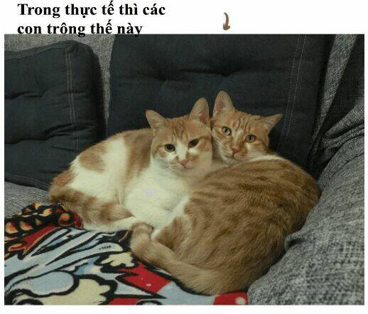 đại thánh và tiểu yêu chapter 50 22