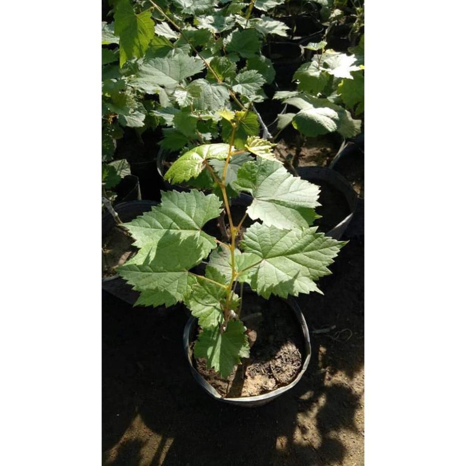 Sản phẩm CÂY GIỐNG NHO PHÁP