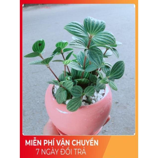 Chậu Cây Kim Cương Hột Xoàn