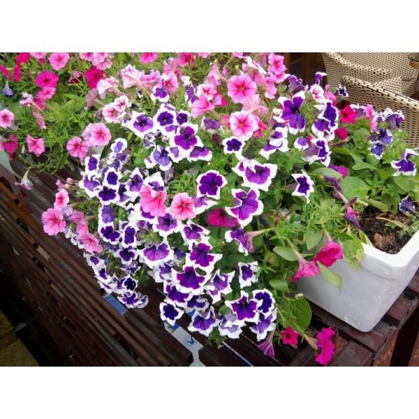 Hạt giống Hoa dạ yên thảo viền mix PN