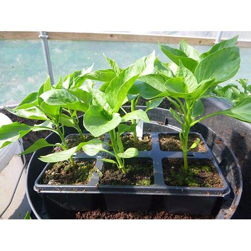 Hạt Giống Ớt Ngũ Sắc 1gr