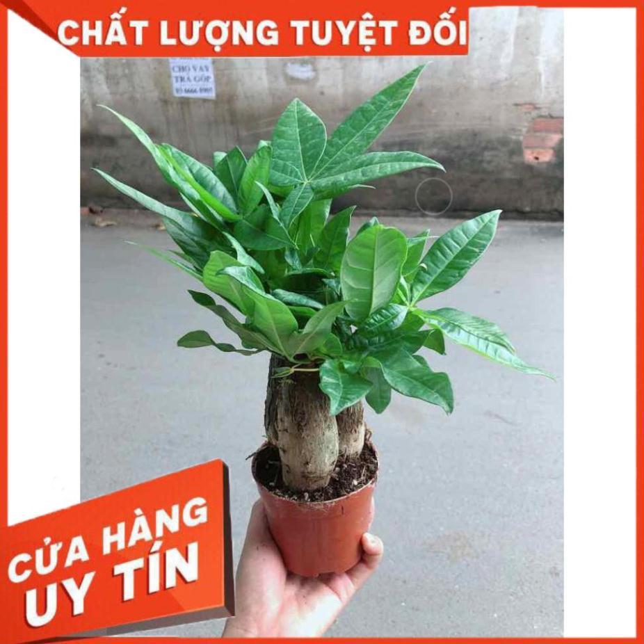 Chậu kim ngân 3 thân Nhiều Người Mua