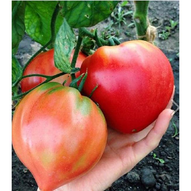 Hạt giống cà chua hình trái tim đỏ dể trồng f1-gói 20 hạt-tặng kèm gói phân bón lót