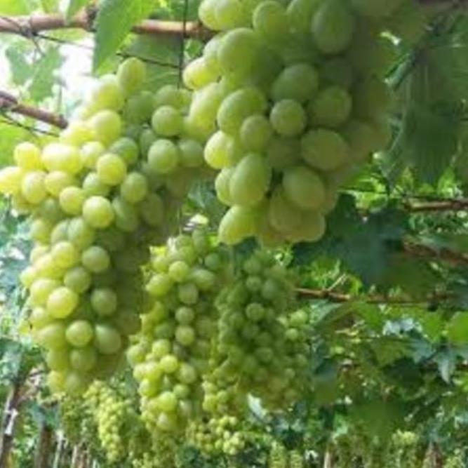 Cây giống nho xanh Ninh Thuận cây giống chuẩn cho năng suất cao