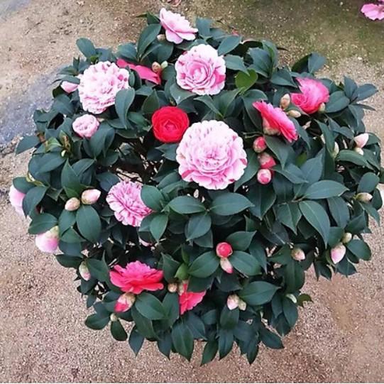 Gói hạt giống hoa trà mi nhật nhiều màu 5H