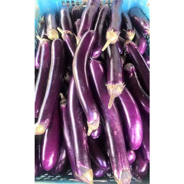 Hạt giống cà tím siêu dài Đài Loan F1 KNS358 - Gói 0.3gram
