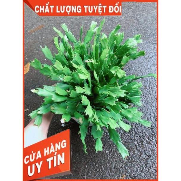 Chậu Hoa Quỳnh