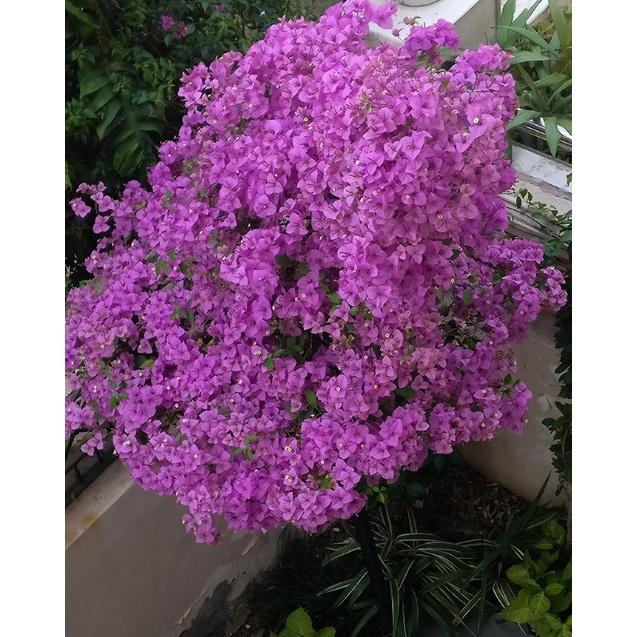 Hoa giấy Formosa (Bougainvillea Fomorsa)