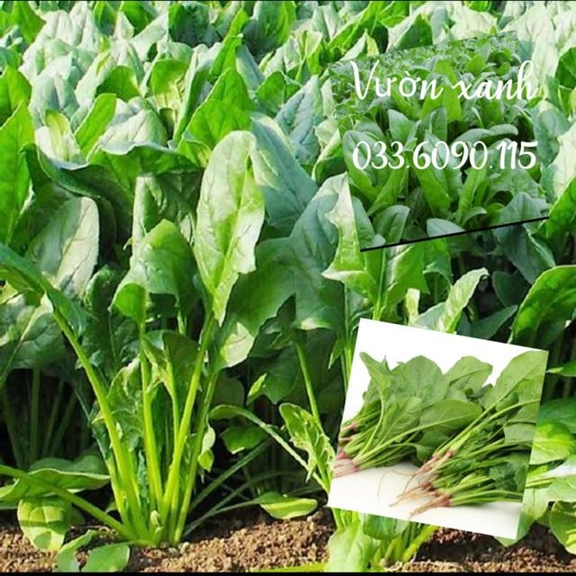 Hạt giống rau cải bó xôi, rau chân vịt gói 20g